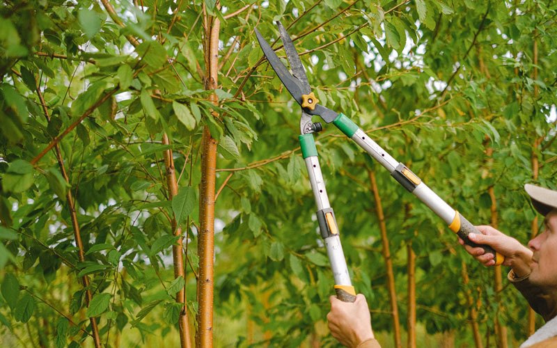 Tree trimming in Weedsport, NY